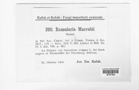 Ramularia marrubii image